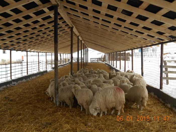 Picture 039 - Mielute 2014-2015