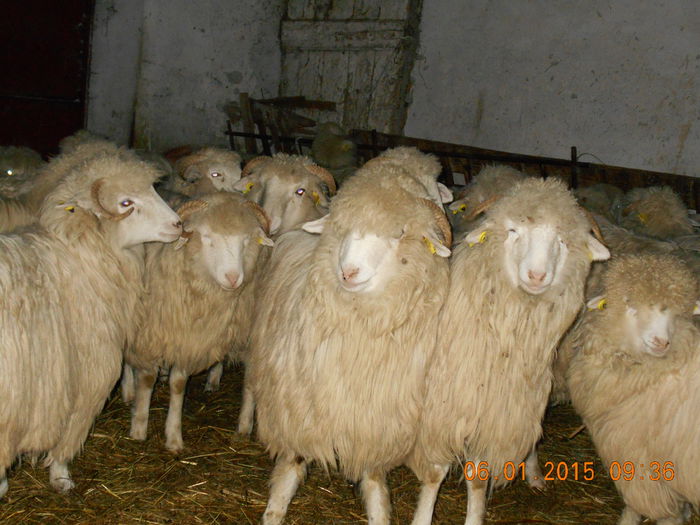 Picture 012 - Mielute 2014-2015