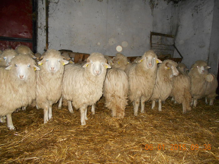 Picture 013 - Mielute 2014-2015