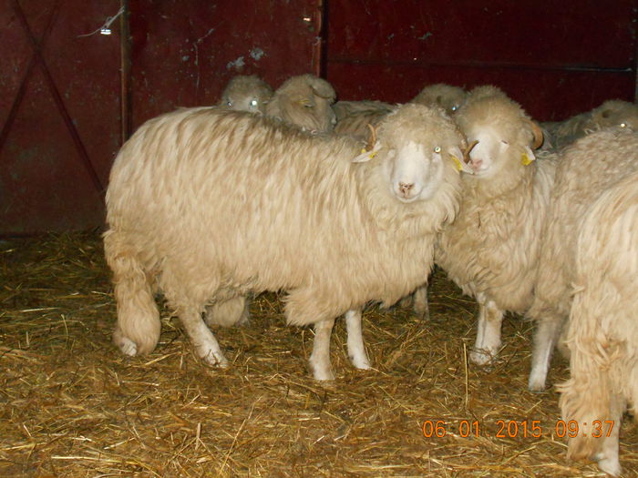 Picture 014 - Mielute 2014-2015