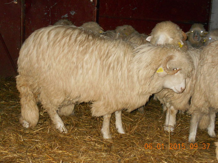 Picture 015 - Mielute 2014-2015