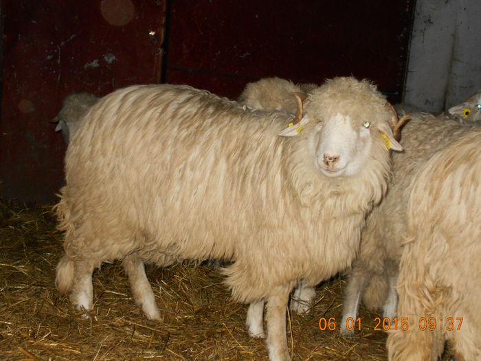 Picture 016 - Mielute 2014-2015