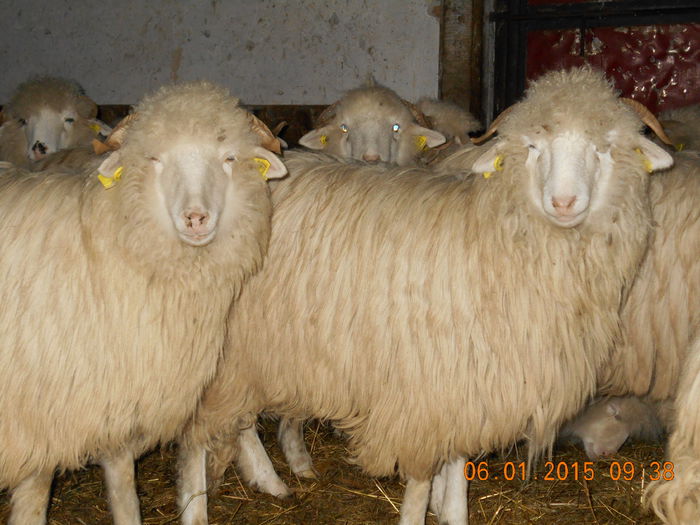 Picture 018 - Mielute 2014-2015