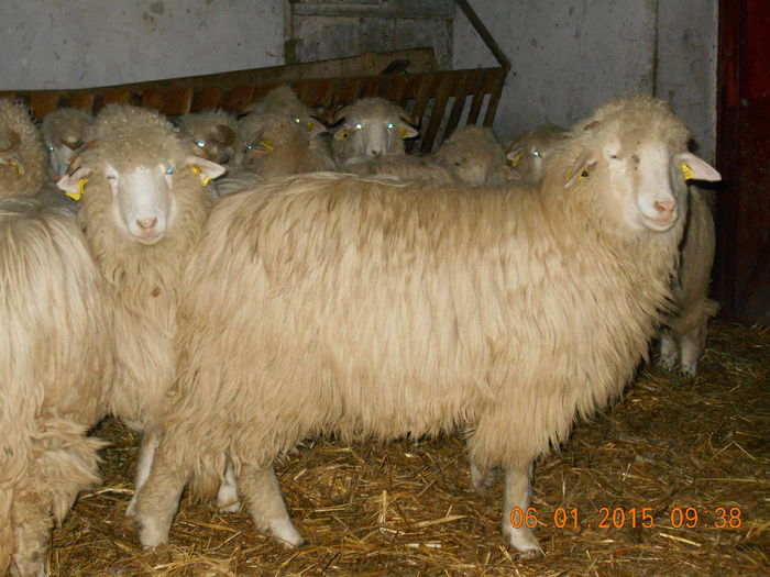 Picture 019 - Mielute 2014-2015