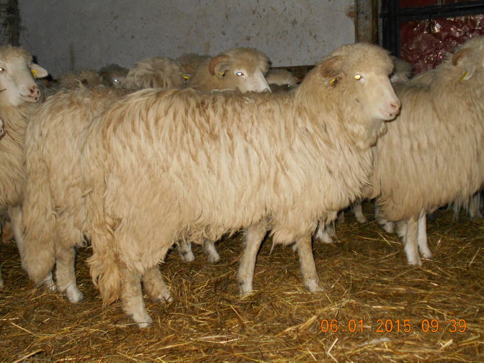 Picture 022 - Mielute 2014-2015