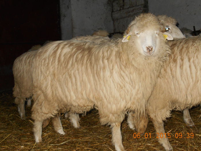 Picture 024 - Mielute 2014-2015