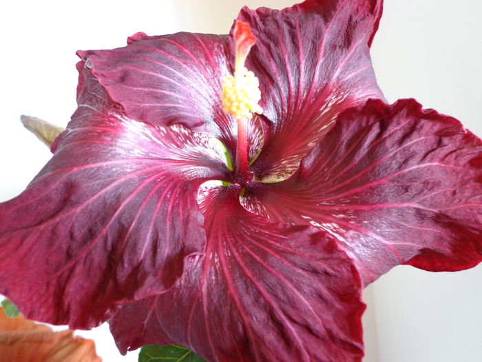 227 - HIBISCUS BLACH DRAGON