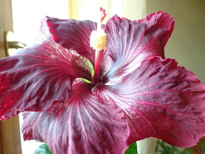 238 - HIBISCUS BLACH DRAGON