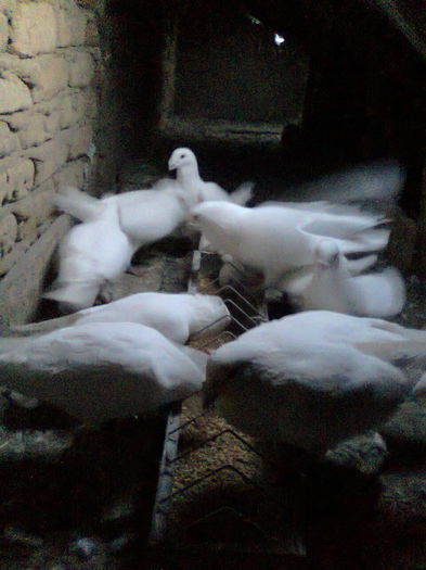 Fot.0833- matca bătrînă 6 per