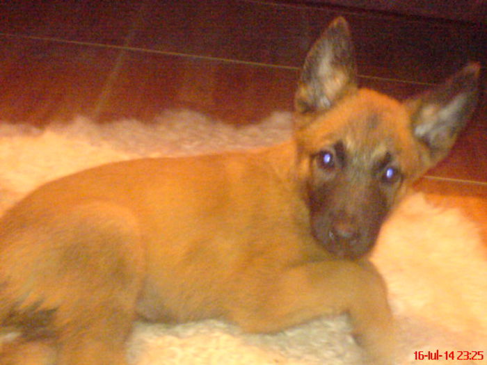 MALI 4; catelusa Malinois
