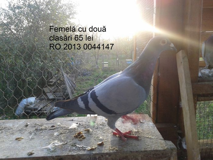 F 2013 - 2 Clasări - Amintiri