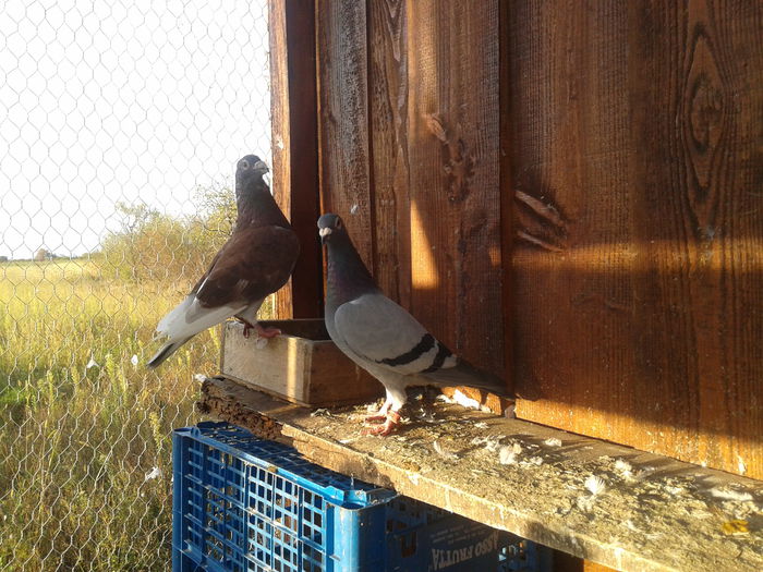 F 2013 2 clasari - Amintiri