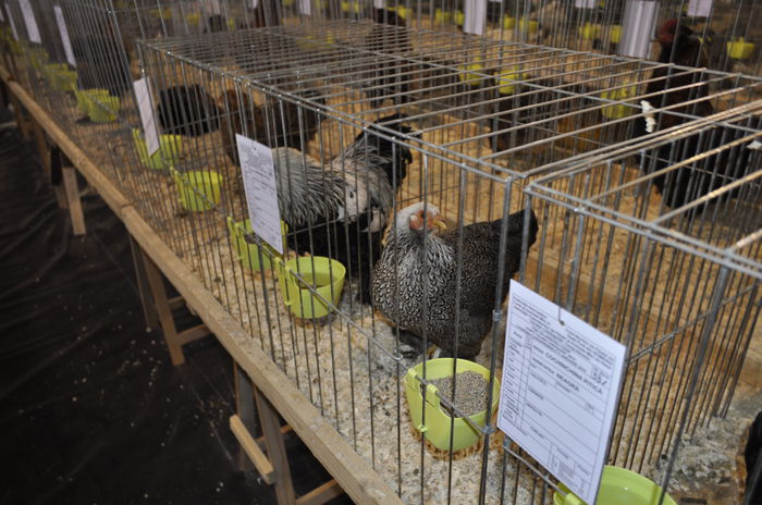 brahma herminat inchis pitic - expozitie caransebes la Fauna Carasana