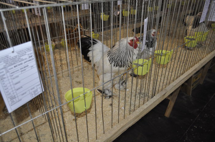 herminat deschis pitic - expozitie caransebes la Fauna Carasana