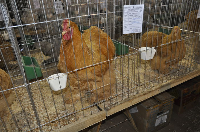 _DSC0761 - expozitie caransebes la Fauna Carasana