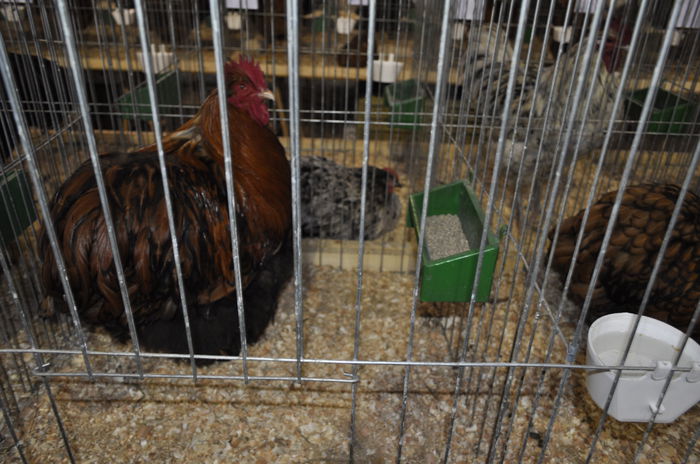 _DSC0762 - expozitie caransebes la Fauna Carasana