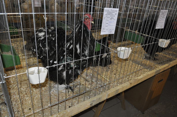 _DSC0763 - expozitie caransebes la Fauna Carasana