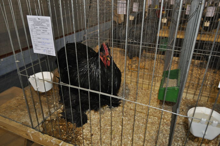 _DSC0764 - expozitie caransebes la Fauna Carasana