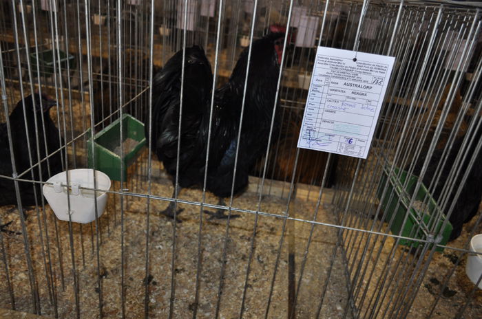 _DSC0766 - expozitie caransebes la Fauna Carasana