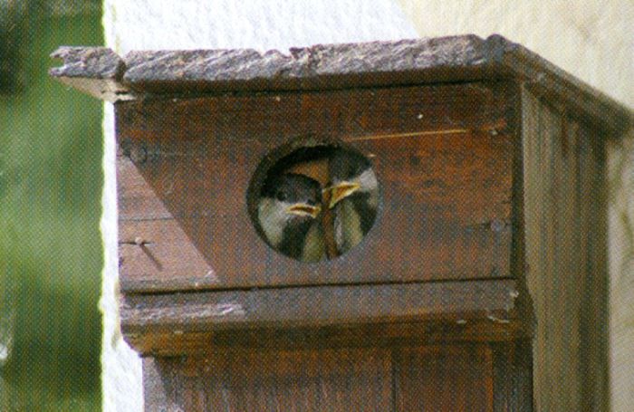 casuta cu balcon