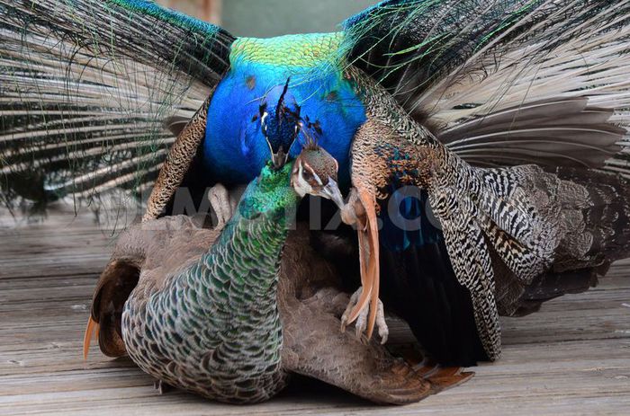 1365607307-indian-peacocks-start-to-pair-off-to-breed_1947209