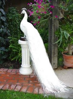 albino-peacock-2
