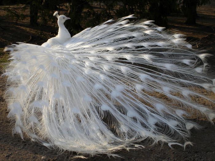 Amazing_White_Peacock_Wallpaper