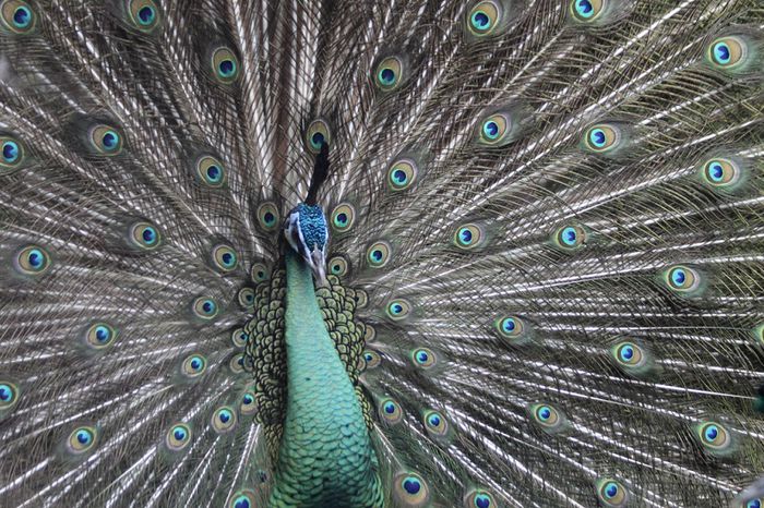 beautiful-peacock