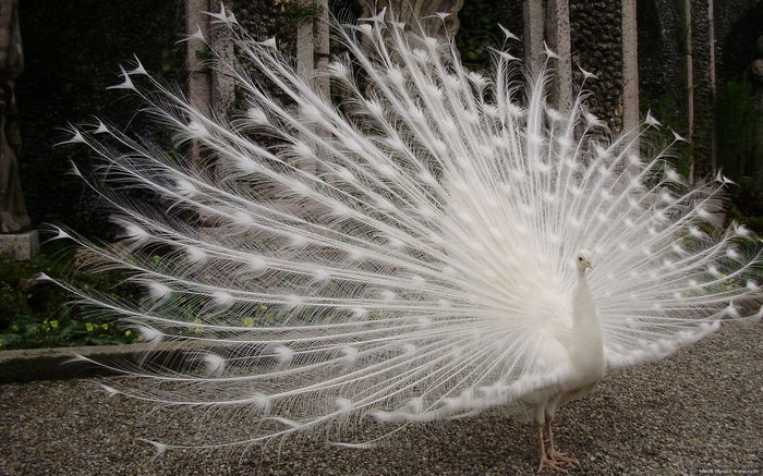 beautiful-white-peacock-228512