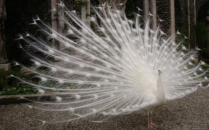 beautiful-white-peacock-228512 - POZE CU PAUNI