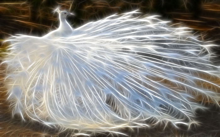Drawn_wallpapers_White_peacock_014960_