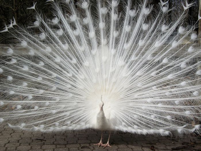 Peacock-at-the-Zoo - POZE CU PAUNI