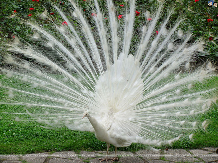 peacocks-0a - POZE CU PAUNI