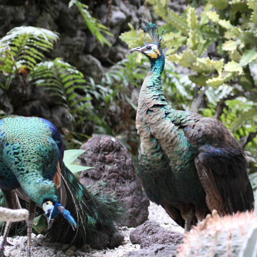 peafowl2
