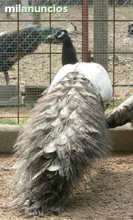 Vendo-pavos-reales-opal-91766390_1