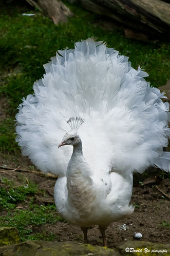 White-Peacock-in-Garden