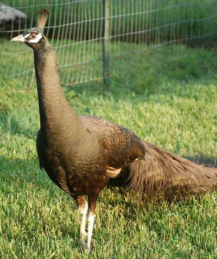 a347f8a5_81585_bronzebsspalding