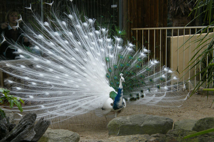 colorful-and-beautiful-pictures-of-peacock-18