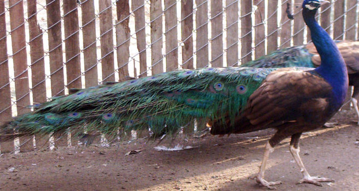 Purple-black-shoulder-peacock-2005