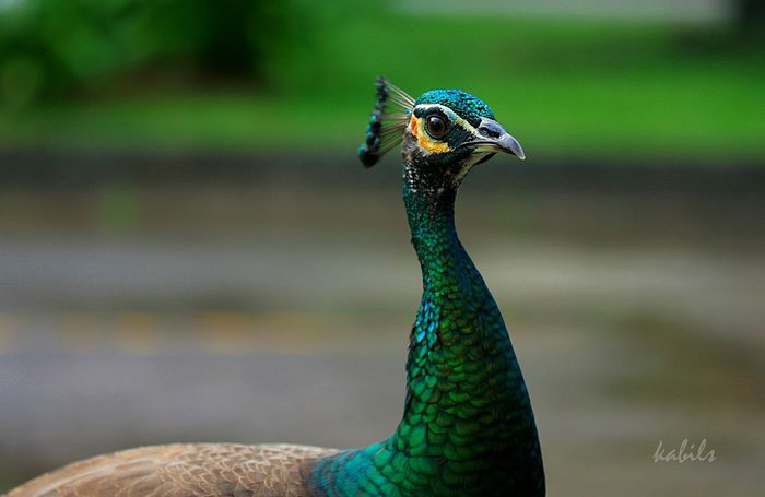 stunning-peacock