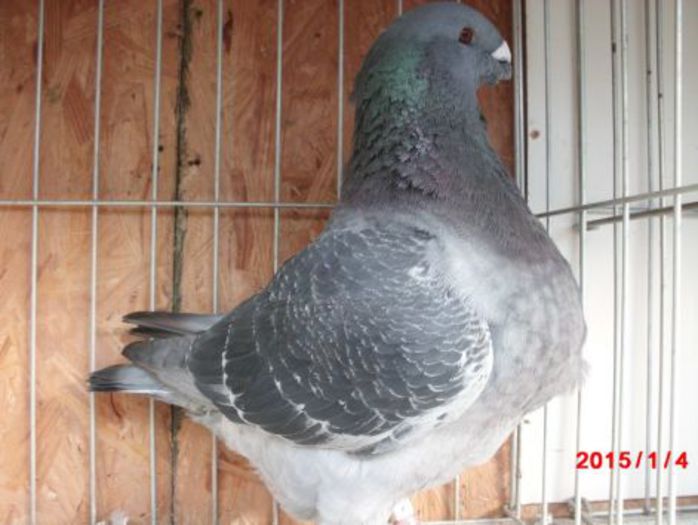 3098 H rezervat nick