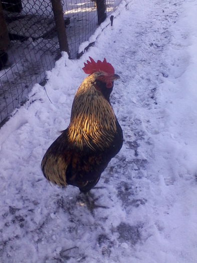 araucana? - Vietuitoarele de langa casa