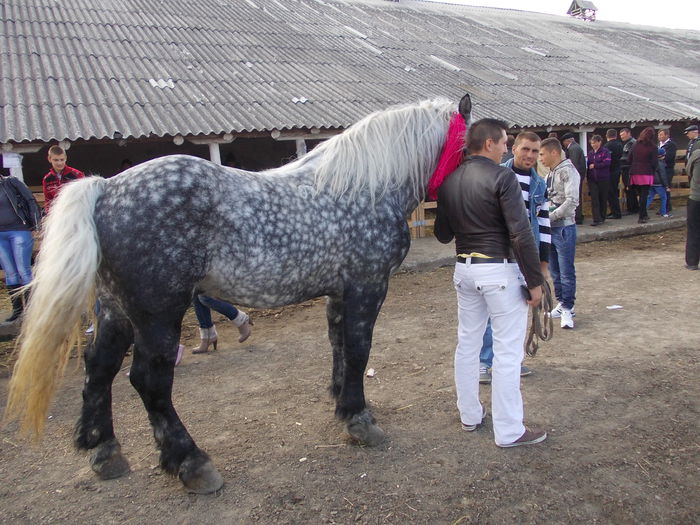 Picture 430 - expozitie popouti botosani