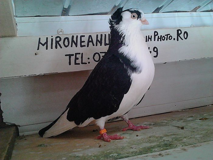 dat lui cimpy.sunphoto.ro