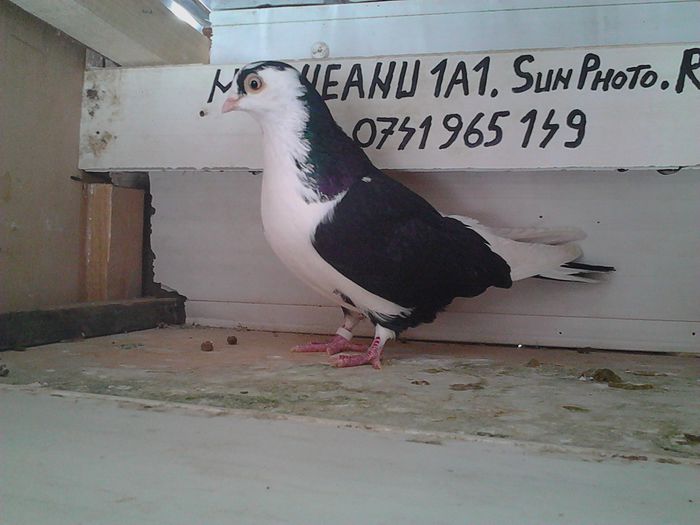 data lui ciobanuflorica,sunphoto,ro