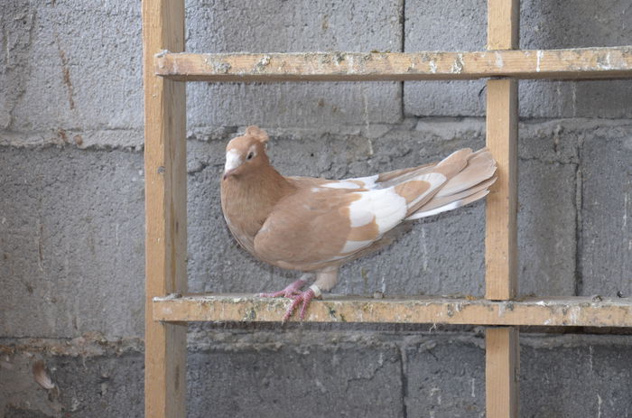 _DSC0182 - Porumbei-amintiri