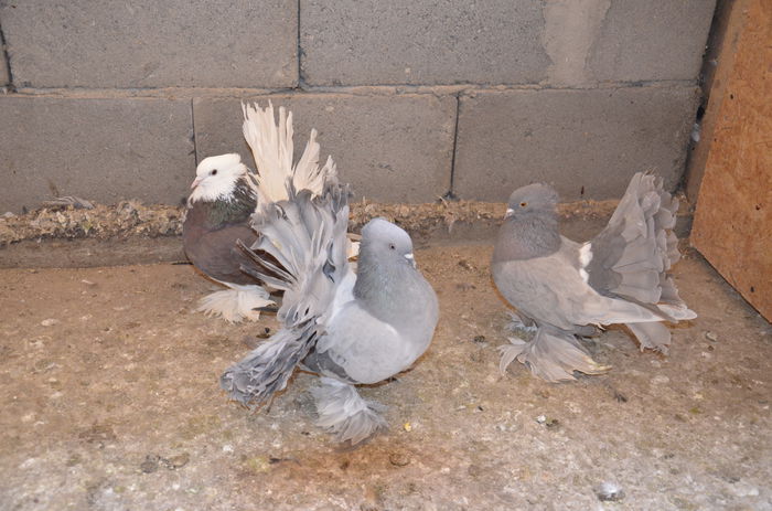 _DSC0097 - Porumbei-amintiri