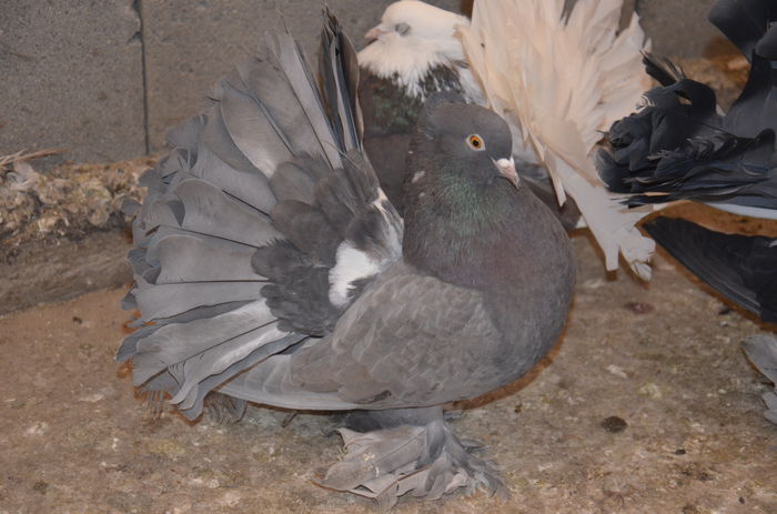 _DSC0118 - Porumbei-amintiri