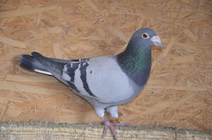 _DSC0071 - Porumbei-amintiri