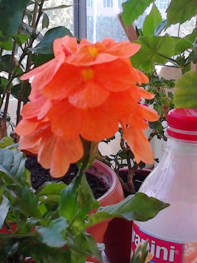 floare de Crossandra - FLORILE MELE DIN 2014